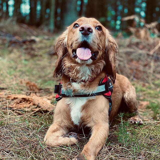 Safety Dog Harness